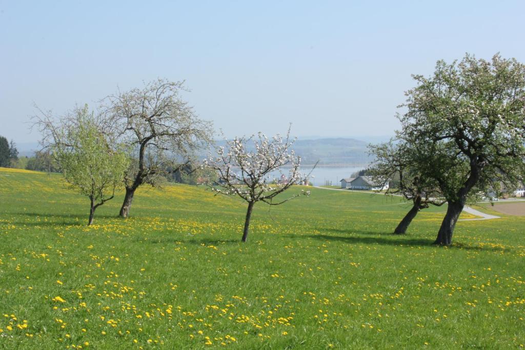 Baby- Und Kinderhof Aicherbauer Seeham Exterior foto